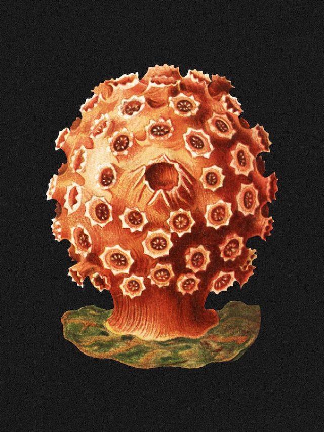 काले कवक के लक्षण [black fungus ke lakshan]